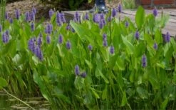 Heartleaf Purple Pickerel Weed (Pontaderia Cordata) - 8 Pack Of 1 Gallon Pot -US Fruit Trees Sales Store pontederia cordata pickerel weed 4 1