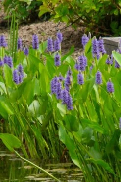 Heartleaf Purple Pickerel Weed (Pontaderia Cordata) - 8 Pack Of 1 Gallon Pot -US Fruit Trees Sales Store pontederia cordata pickerel weed 5 1