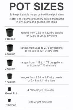 Blue Stem Dwarf Palmetto Palm (Sabal Minor) - 7 Gallon Pot -US Fruit Trees Sales Store pot size chart 2022 30