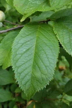 American Wild Plum Tree (Prunus Americana) - 3 Gallon Pot -US Fruit Trees Sales Store prunus americana american wild plum tree 10