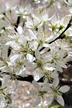 American Wild Plum Tree (Prunus Americana) - 3 Gallon Pot -US Fruit Trees Sales Store prunus americana american wild plum tree 5