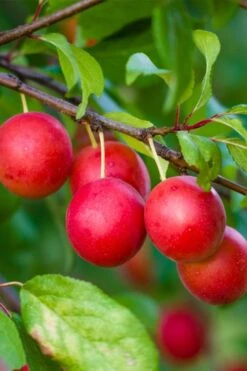 American Wild Plum Tree (Prunus Americana) - 3 Gallon Pot -US Fruit Trees Sales Store prunus americana american wild plum tree 6