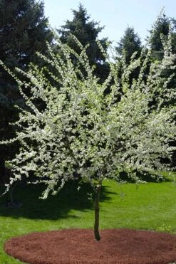 American Wild Plum Tree (Prunus Americana) - 3 Gallon Pot -US Fruit Trees Sales Store prunus americana american wild plum tree 9