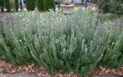 Gorizia Barbecue Skewers Rosemary - 1 Gallon Pot -US Fruit Trees Sales Store rosmarinus officinalis gorizia rosemary 8