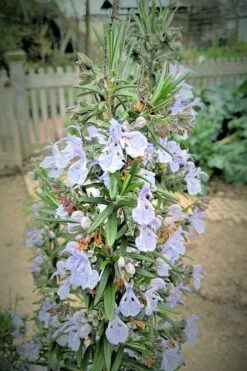 Gorizia Barbecue Skewers Rosemary - 1 Gallon Pot -US Fruit Trees Sales Store rosmarinus officinalis gorizia rosemary 9