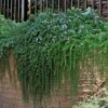Prostrate Creeping Rosemary - 1 Gallon Pot