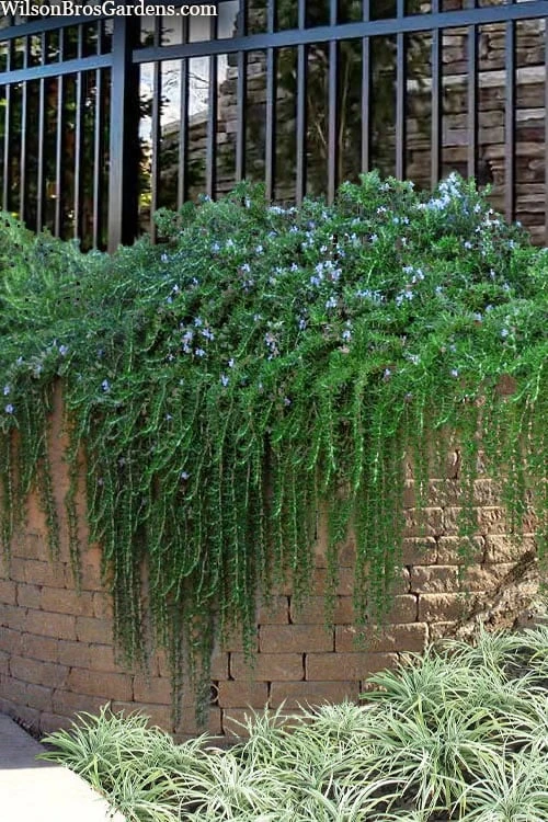 Prostrate Creeping Rosemary - 1 Gallon Pot 1 Prostrate Creeping Rosemary - 1 Gallon Pot