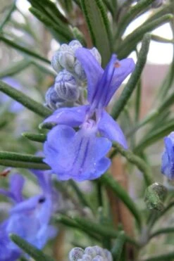 Salem Rosemary - 1 Gallon Pot -US Fruit Trees Sales Store rosmarinus officinalis salem rosemary 1 2