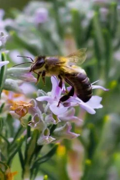 Salem Rosemary - 1 Gallon Pot -US Fruit Trees Sales Store rosmarinus officinalis salem rosemary 6 2