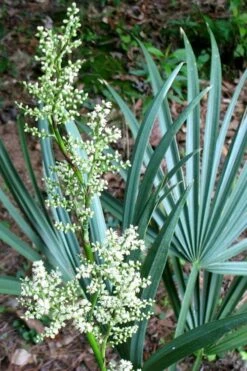 Blue Stem Dwarf Palmetto Palm (Sabal Minor) - 7 Gallon Pot -US Fruit Trees Sales Store sabal minor dwarf blue stem palmetto palm 1