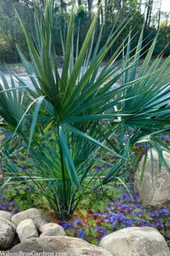 Blue Stem Dwarf Palmetto Palm (Sabal Minor) - 3 Gallon Pot -US Fruit Trees Sales Store sabal minor dwarf blue stem palmetto palm 5 1