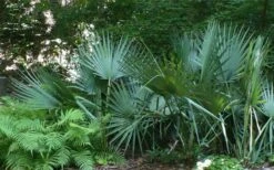 Blue Stem Dwarf Palmetto Palm (Sabal Minor) - 7 Gallon Pot -US Fruit Trees Sales Store sabal minor dwarf blue stem palmetto palm 6