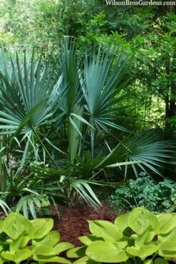Blue Stem Dwarf Palmetto Palm (Sabal Minor) - 7 Gallon Pot -US Fruit Trees Sales Store sabal minor dwarf blue stem palmetto palm 8
