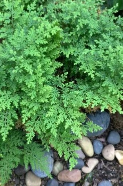 Arborvitae Fern (Selaginella Braunii) - 2.5 Quart Pot -US Fruit Trees Sales Store selaginella braunii arborvitae fern 2