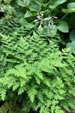 Arborvitae Fern (Selaginella Braunii) - 2.5 Quart Pot -US Fruit Trees Sales Store selaginella braunii arborvitae fern 3