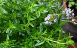 Summer Savory Plant - 6 Pack Of Pint Pots -US Fruit Trees Sales Store summer savory herb plant 4