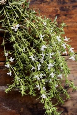 Summer Savory Plant - 6 Pack Of Pint Pots -US Fruit Trees Sales Store summer savory herb plant 7