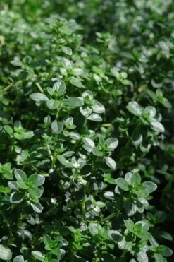 Lemon Creeping Thyme - 5 Pack Of Quart Pots -US Fruit Trees Sales Store thymus citrriodorus lemon thyme 2