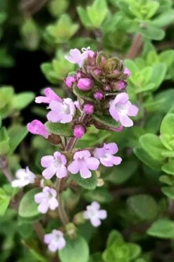Lemon Creeping Thyme - 5 Pack Of Quart Pots -US Fruit Trees Sales Store thymus citrriodorus lemon thyme 5