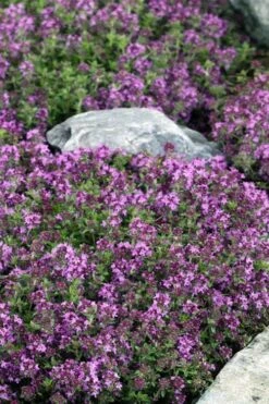 Magic Carpet Creeping Thyme (Thymus Serpyllum) - 6 Pack Of Pint Pots -US Fruit Trees Sales Store thymus serpyllum magic carpet creeping thyme 2