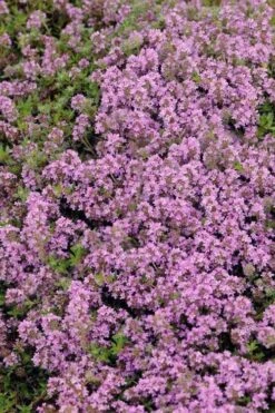 Magic Carpet Creeping Thyme (Thymus Serpyllum) - 6 Pack Of Pint Pots -US Fruit Trees Sales Store thymus serpyllum magic carpet creeping thyme 7