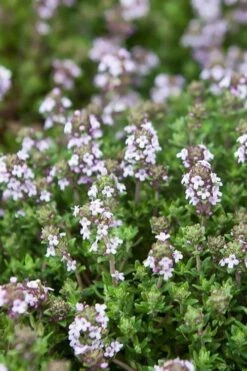 English Thyme (Thymus Vulgaris) - 6 Pack Of Pint Pots -US Fruit Trees Sales Store thymus vulgaris english thyme 4