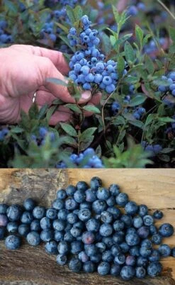 Wild Lowbush Blueberry Plant - 1 Gallon -US Fruit Trees Sales Store vaccinium angustifolium low bush blueberry 10