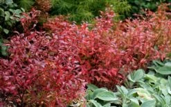 Wild Lowbush Blueberry Plant - 1 Gallon -US Fruit Trees Sales Store vaccinium angustifolium low bush blueberry 2