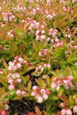 Wild Lowbush Blueberry Plant - 1 Gallon -US Fruit Trees Sales Store vaccinium angustifolium low bush blueberry 4