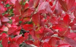 Wild Lowbush Blueberry Plant - 1 Gallon -US Fruit Trees Sales Store vaccinium angustifolium low bush blueberry 6