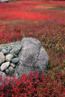 Wild Lowbush Blueberry Plant - 1 Gallon -US Fruit Trees Sales Store vaccinium angustifolium low bush blueberry 7