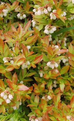 Wild Lowbush Blueberry Plant - 1 Gallon -US Fruit Trees Sales Store vaccinium angustifolium low bush blueberry 9