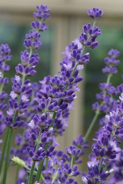 US Fruit Trees Sales Store -US Fruit Trees Sales Store lavandula angustifolia big time blue lavender 4